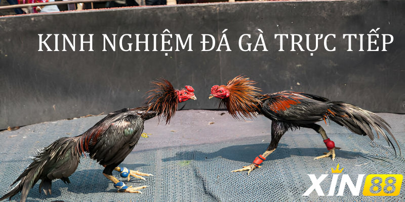 Kinh nghiệm đá gà trực tiếp